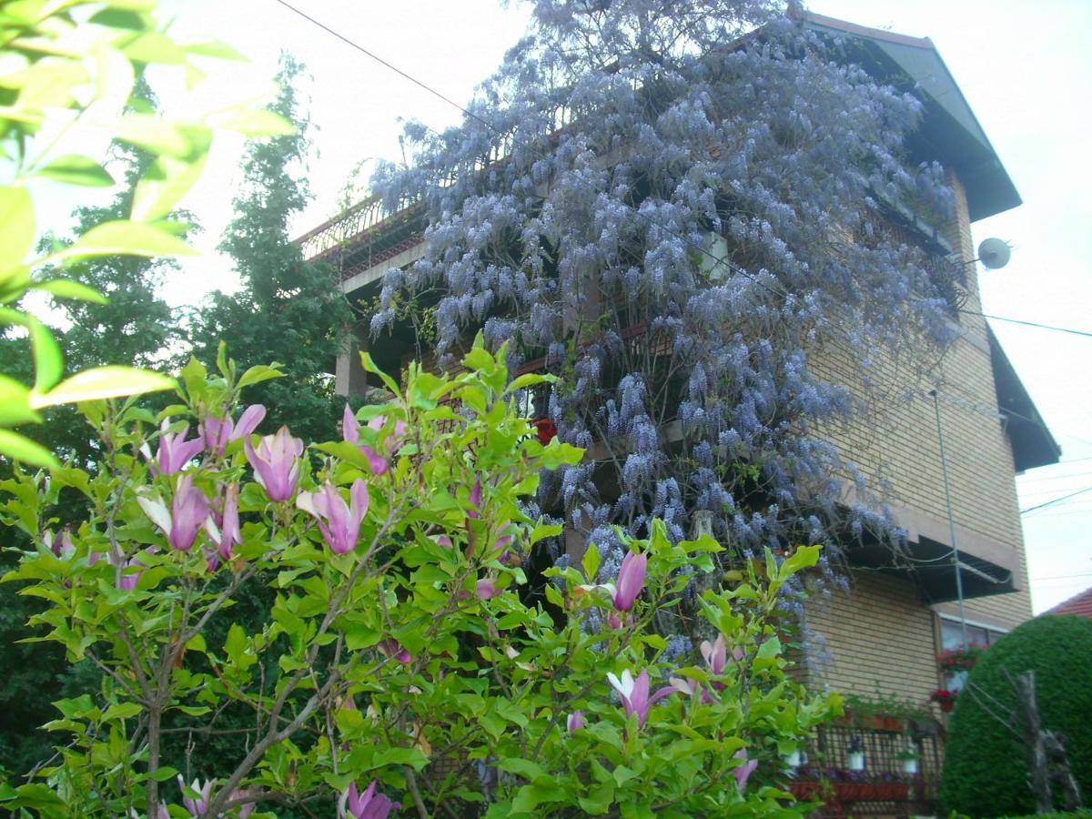 Apartman Wisteria Vranje Exteriör bild